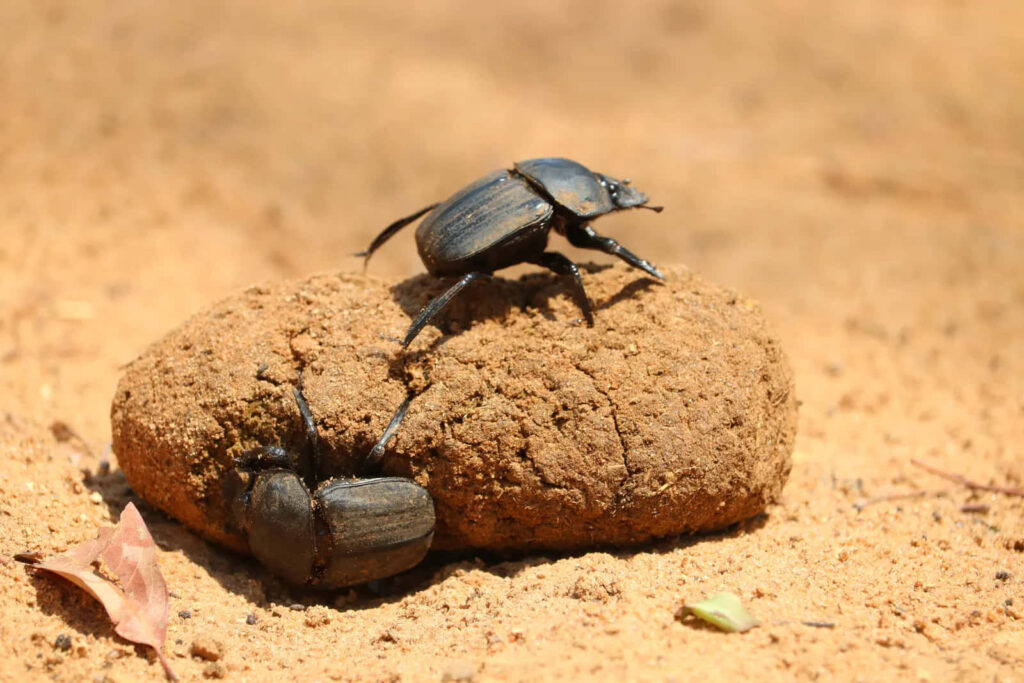 Two dung beetles working together on a large dung ball in a sunny sandy natural habitat wallpaper