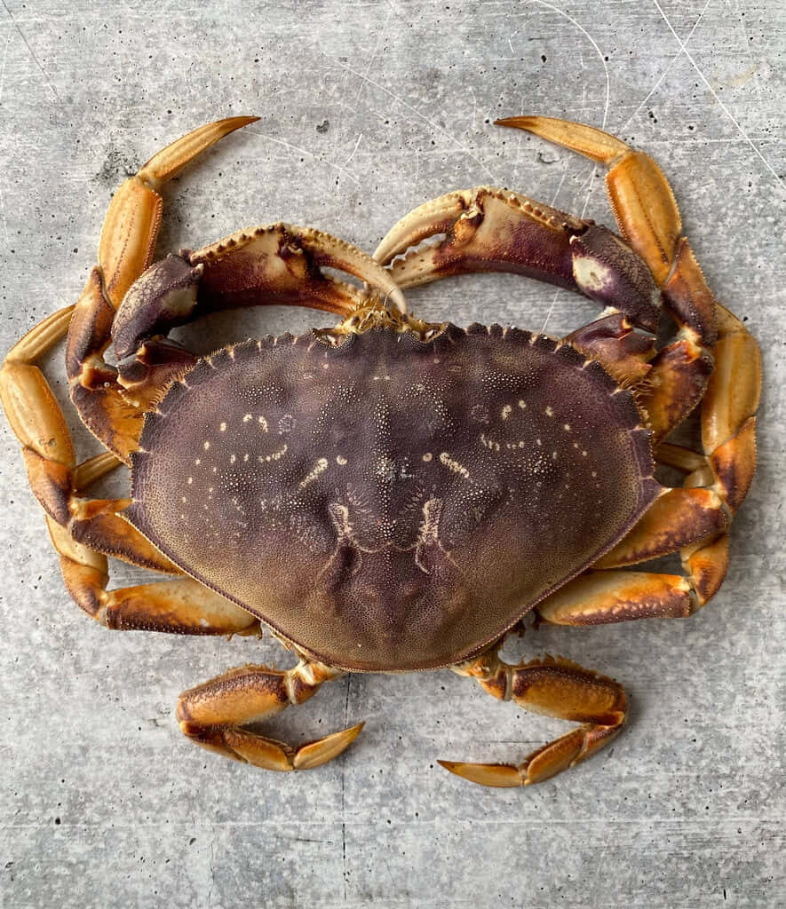 Detailed Dungeness crab on textured concrete showing rugged shell and orange brown hues Wallpaper