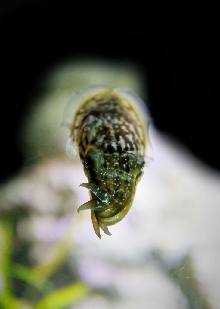 Dwarf Cuttlefish Wallpaper: Intricate Patterns & Natural Beauty