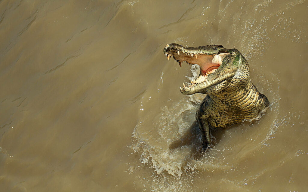 Powerful Alligator Emerges from Muddy Waters – Dynamic Wildlife Wallpaper