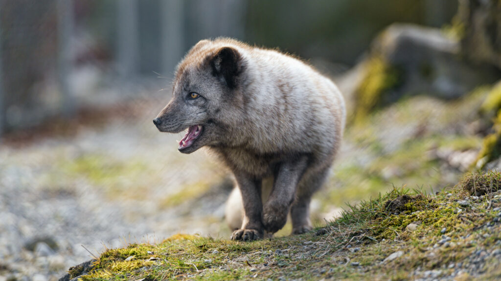 Arctic Fox Profile Wallpaper: Playful Predator in Natural Setting
