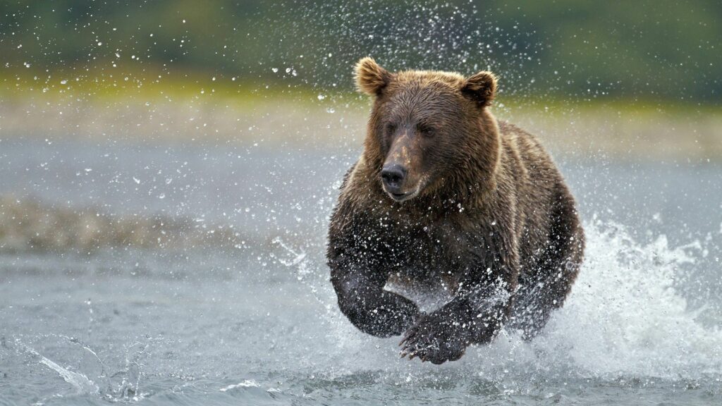 Vibrant Bear Running Through Water - 1920x1080 Dynamic Wallpaper