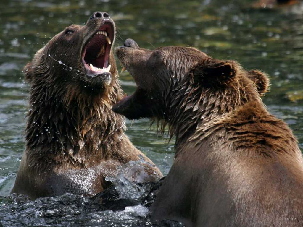 Dynamic Wallpaper: Playful Bears Interact in Water - Nature Background