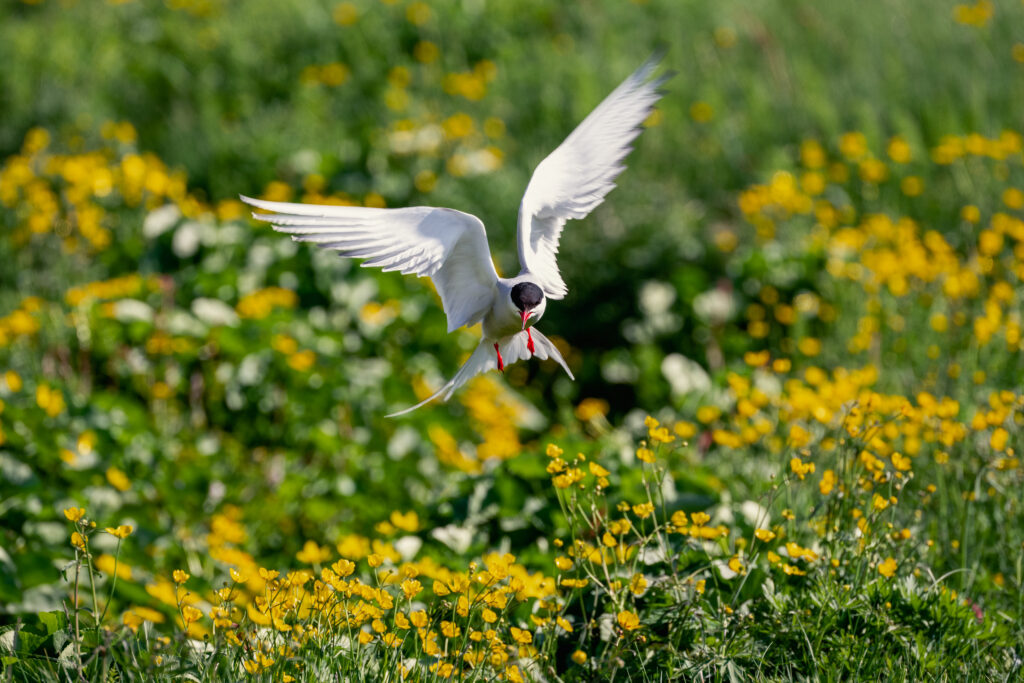 Graceful Bird in Flight Over Colorful Flower Field Wallpaper