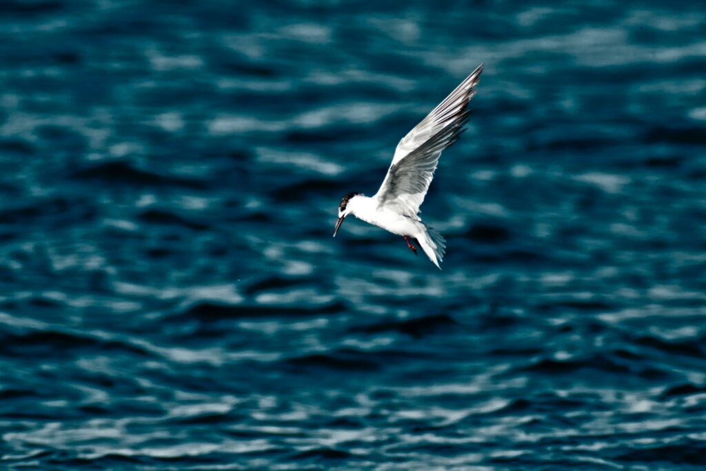 Bird in Flight Wallpaper | Dynamic Scene Over Water