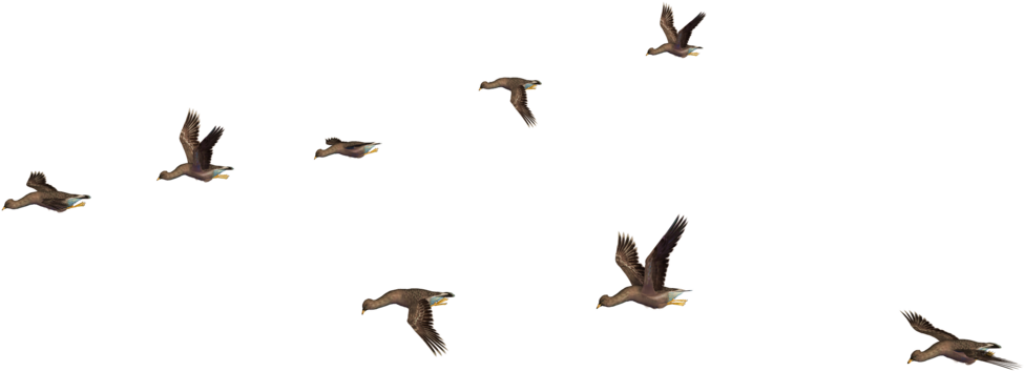 Dynamic Flock of Black Birds Wallpaper - Movement & Freedom