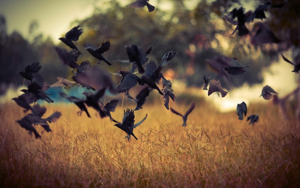 Flock of black crows flying over golden field with blurred natural background dynamic motion Wallpaper