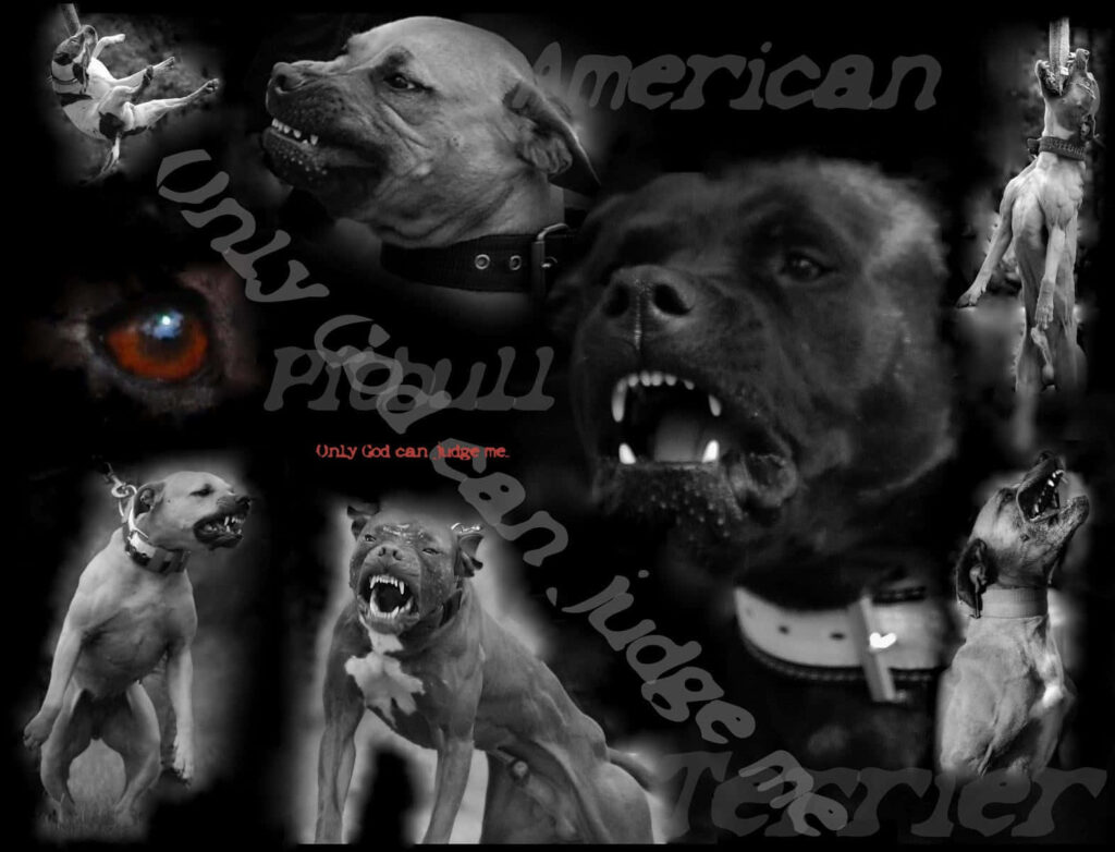 Bold Black Pitbull Wallpaper: Power, Strength & 'Only God Can Judge Me'