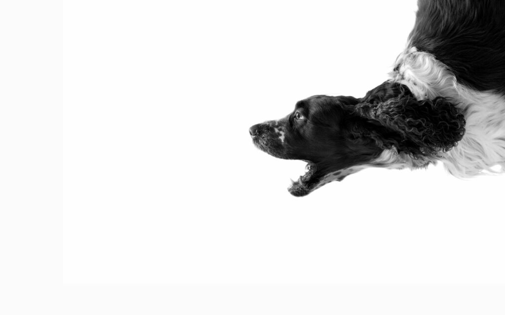 Dynamic Black and White Dog Barking Wallpaper - Textured Fur & Motion