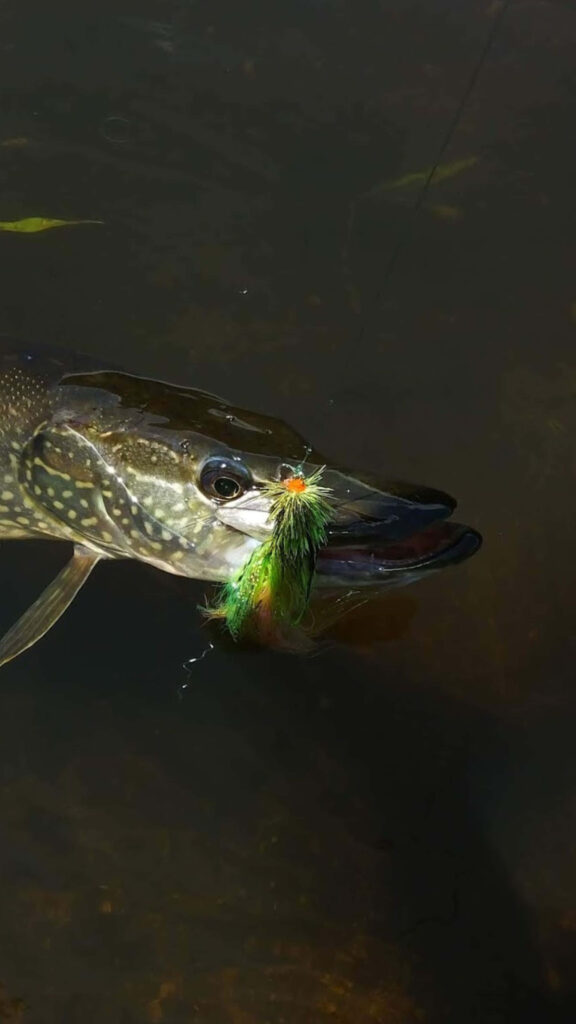 Close-up of vibrant bowfin fish caught on green orange lure in dark freshwater high definition wallpaper