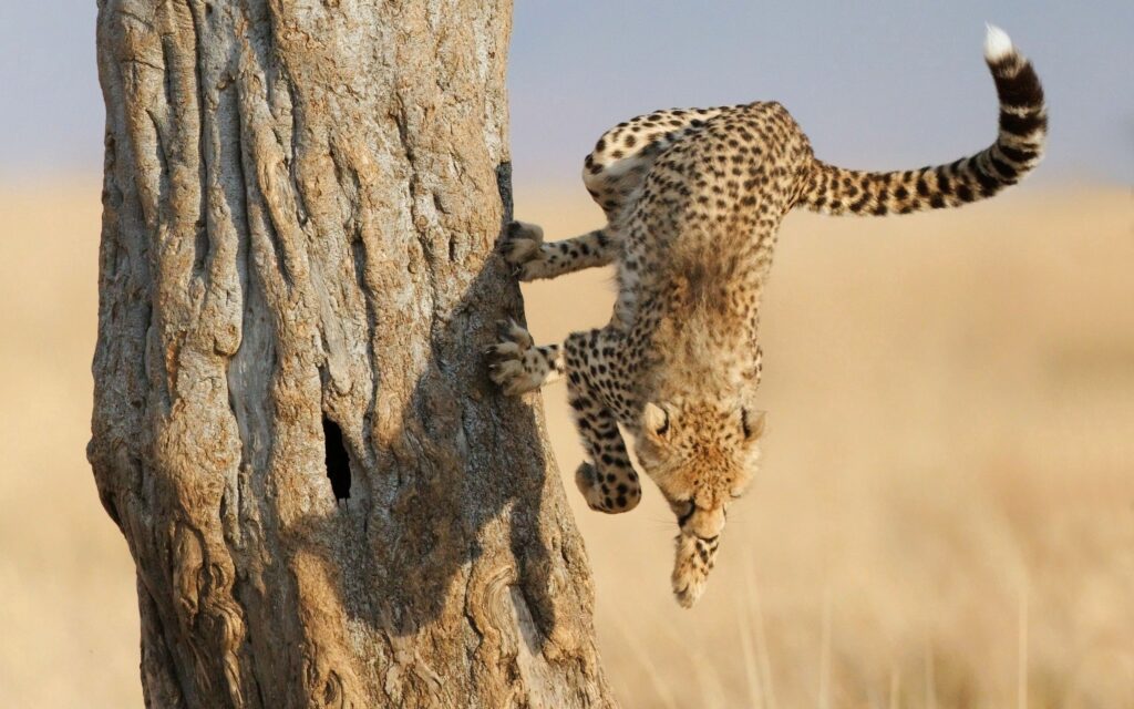 Cheetah Leaping in Dynamic Dry Landscape – Stunning Wildlife Wallpaper