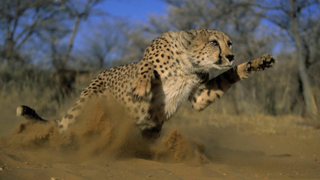 Dynamic Cheetah Leap Wallpaper - Agility in Grassy Terrain
