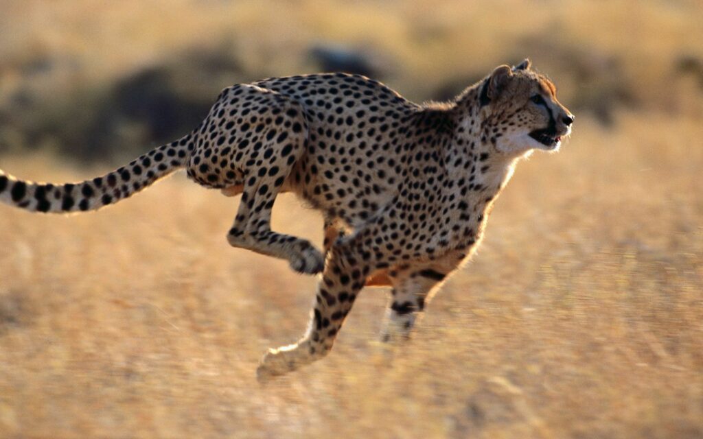 Dynamic Cheetah Wallpaper: Speed in a Sunlit Savannah Background