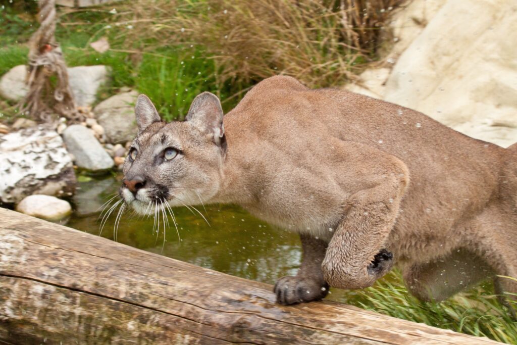 Powerful Cougar in Motion: Natural Habitat Wallpaper Background