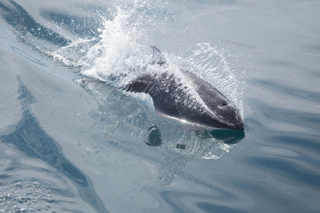 Dalls porpoise leaping through blue ocean water with splashes showing motion and grace wallpaper