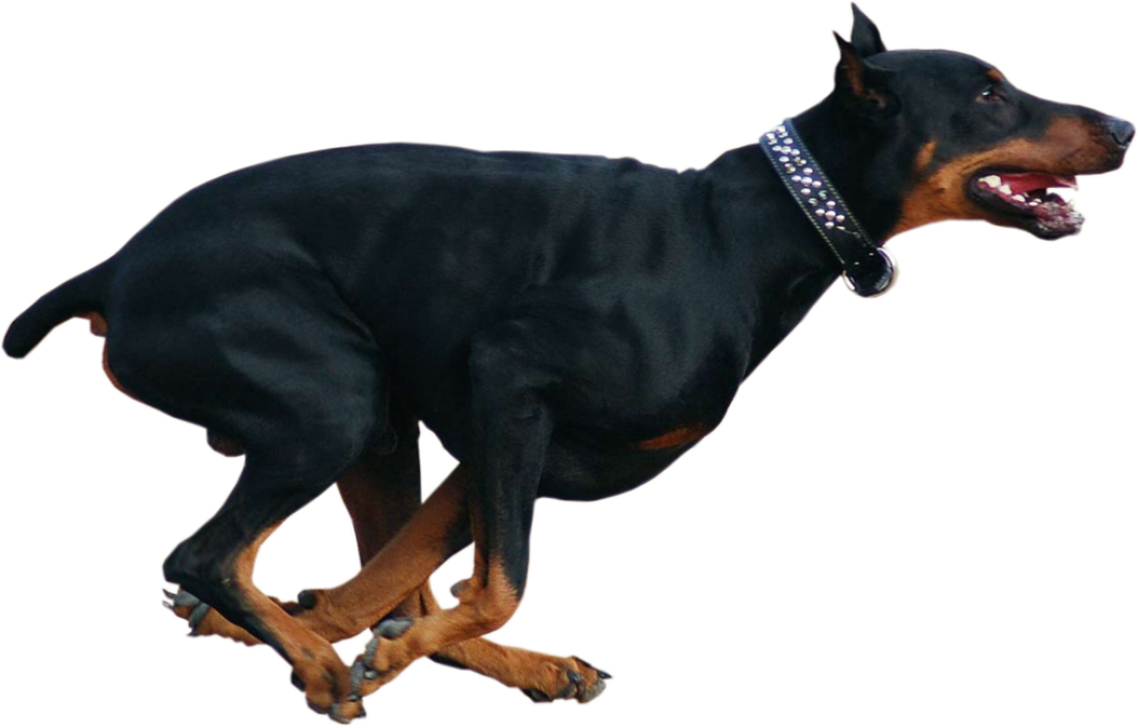 Dynamic Doberman Wallpaper: Sleek Running Dog with Transparent Background