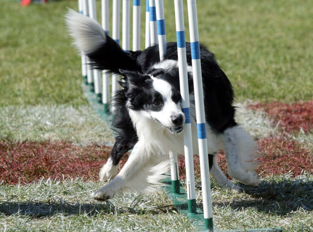 Dynamic Dog Agility Competition: Focused Border Collie in Action Wallpaper