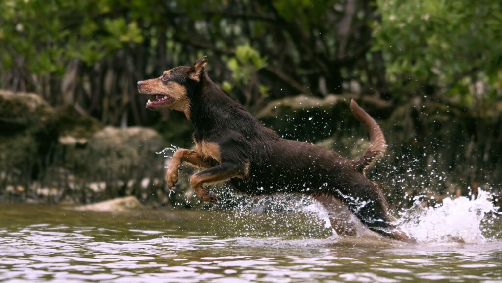 Vibrant Dog Jumping in Water with Lush Greenery Background Wallpaper