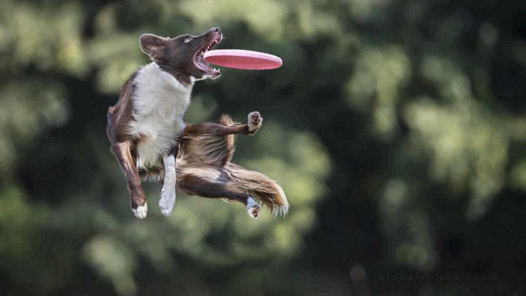Dynamic Dog Leaps for Pink Frisbee - High-Resolution Wallpaper