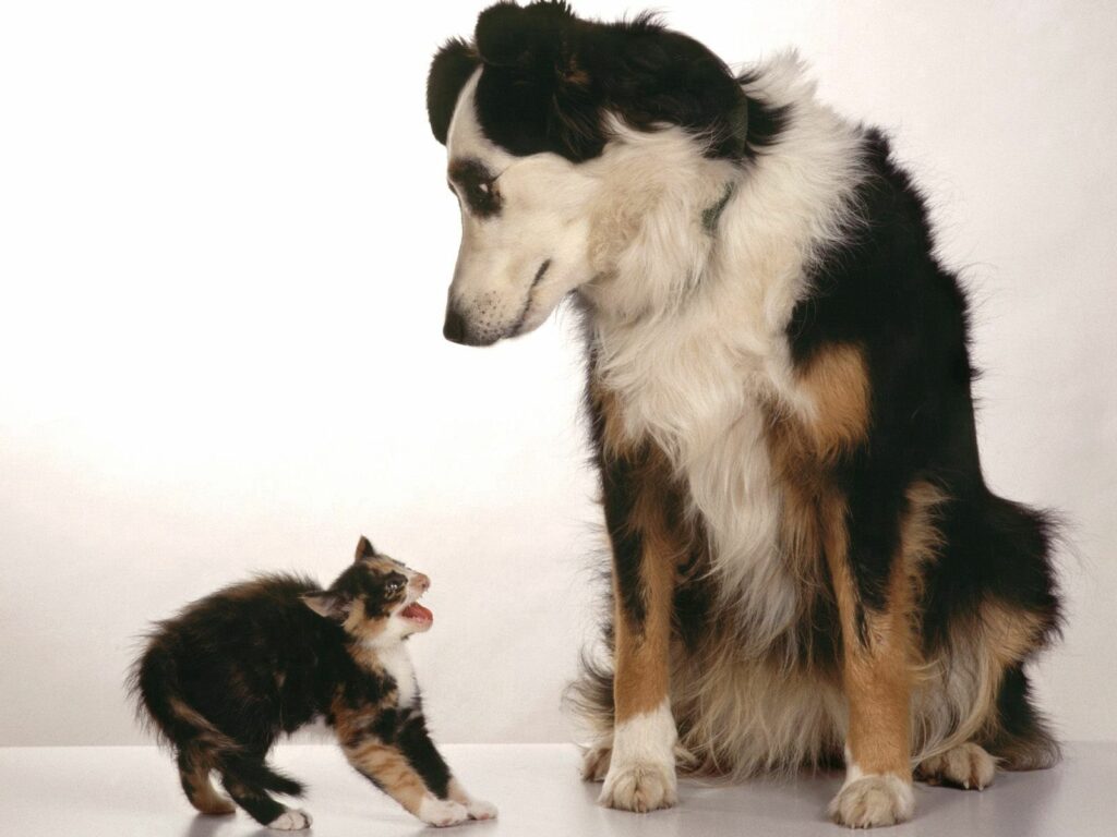 Dynamic Duo: Large Dog Calmly Faces Aggressive Small Cat Wallpaper