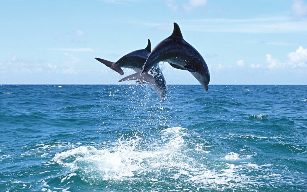 Dynamic Dolphins Leaping Above Vibrant Blue Ocean Scene Wallpaper