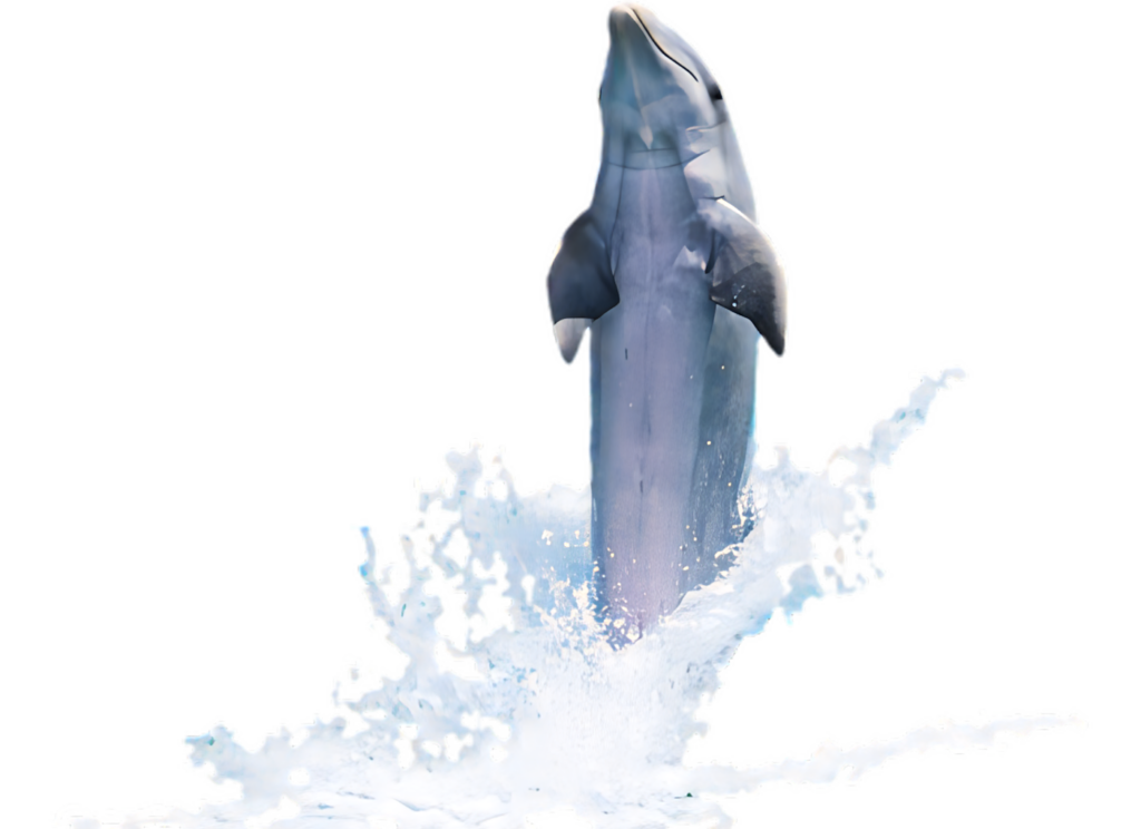 Dolphin Leap Wallpaper: Vibrant Marine Life on Sleek Black Background