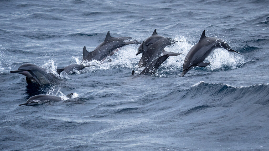 Dynamic Dolphin Wallpaper: Playful Leaps and Ocean Splash Background