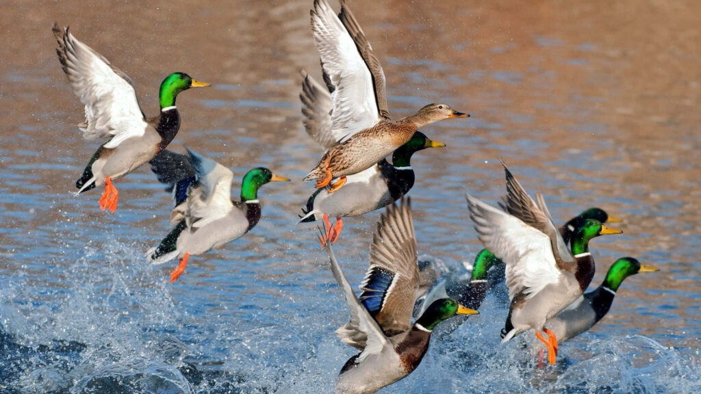 Vibrant Duck Flight Wallpaper for Nature and Hunting Enthusiasts