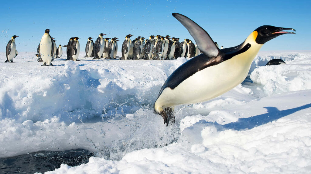 Emperor Penguin Leaping: Stunning Ice Background & Colony Scene Wallpaper