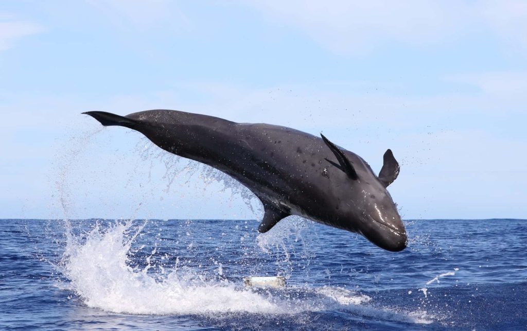 False Killer Whale breaching vibrant blue ocean with splash under clear serene sky wallpaper