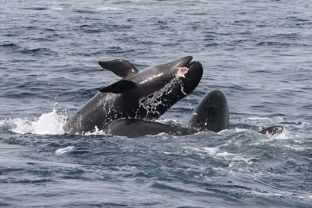 False Killer Whales breaching blue ocean waves with sunlight and feeding on pink prey wallpaper