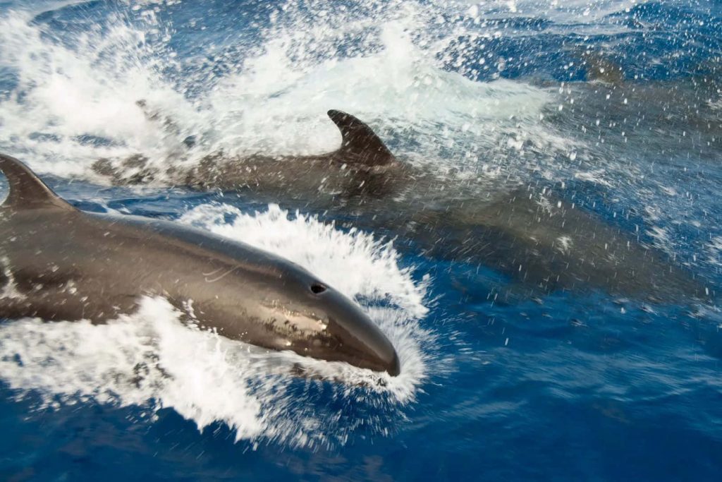 False Killer Whales swimming in deep blue ocean with bright white splashes wildlife wallpaper