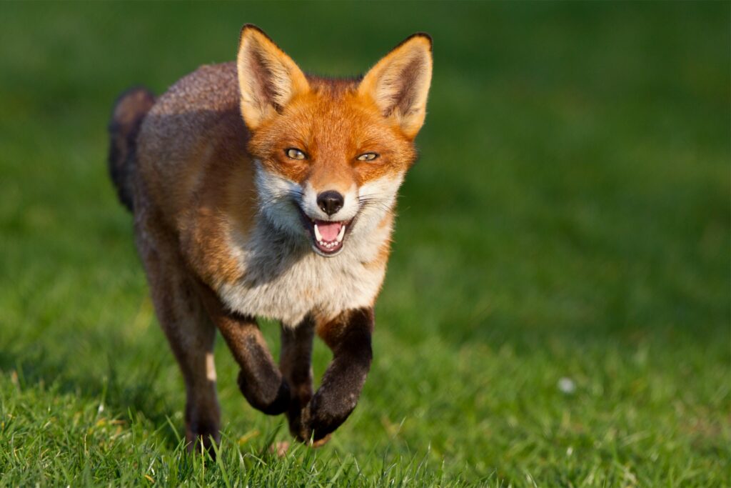 Graceful Fox Trots Through Lush Green Grass - Nature's Beauty Wallpaper