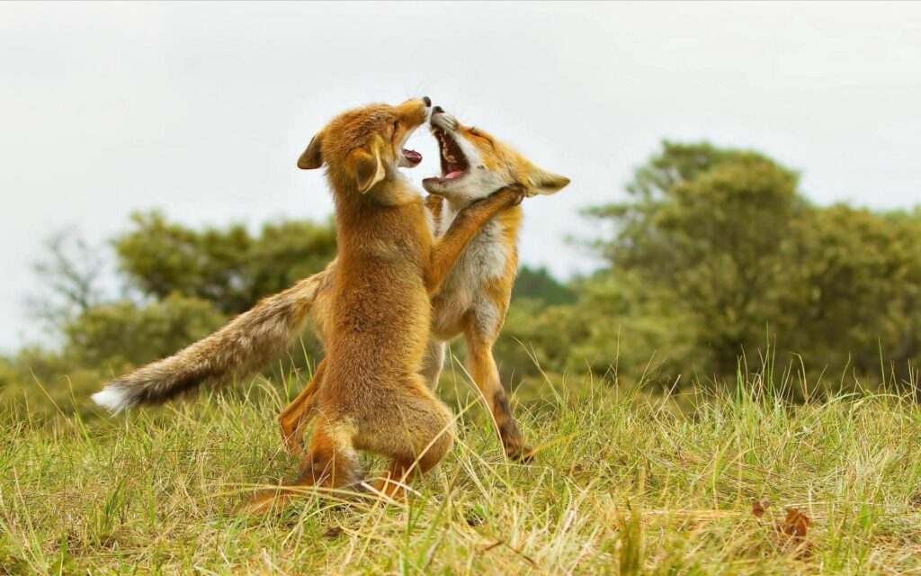 Dynamic Foxes in Meadow: Captivating 1920x1200 Wallpaper Background