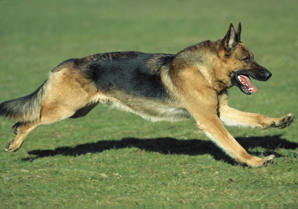 Vibrant German Shepherd Running on Lush Green Lawn - Energetic Scene Wallpaper
