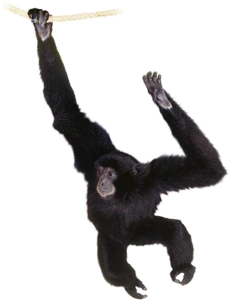 Dynamic Gibbon Swinging on Rope - Transparent Background Wallpaper