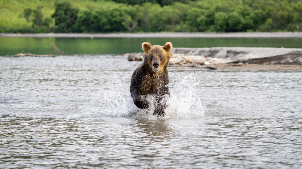 Dynamic Grizzly Bear River Splash Wallpaper - Nature Background