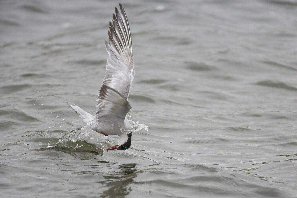 Gull Diving into Water: Dynamic Wallpaper of Nature’s Hunt