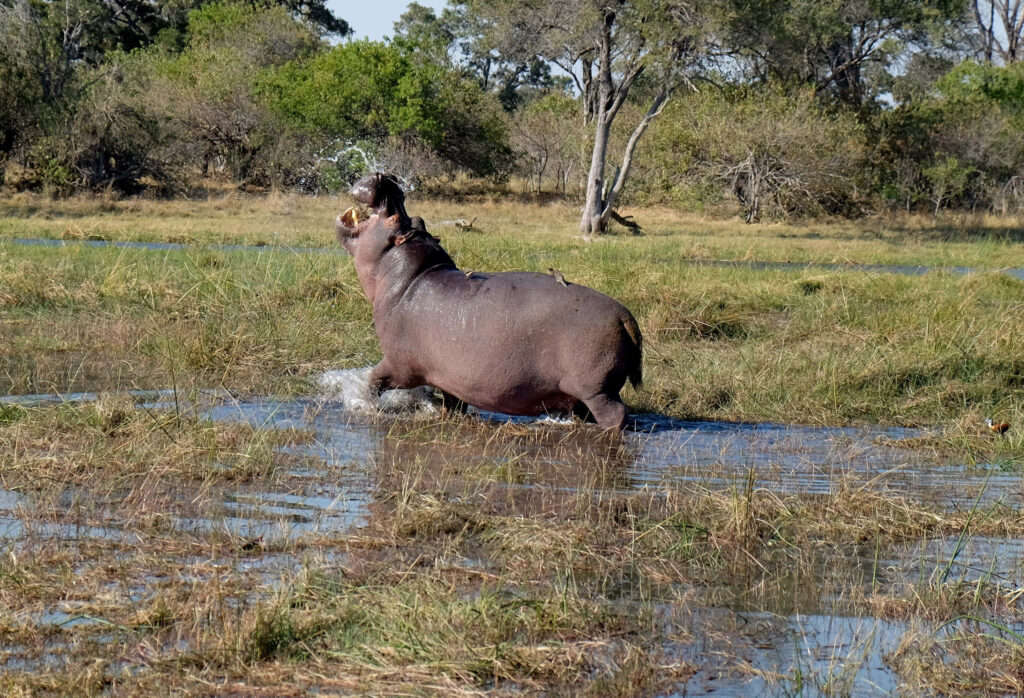 Dynamic Hippo Wallpaper: Majestic Energy in Lush Green Landscape