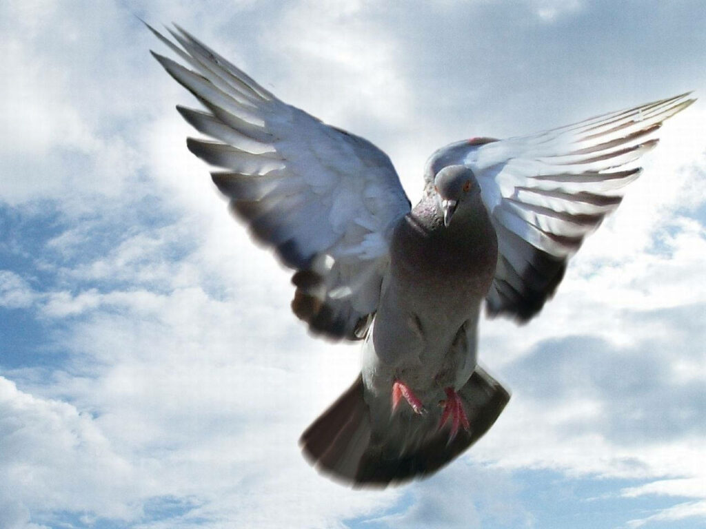 Dynamic Low-Angle Shot of Homing Pigeon in Flight Against Blue Sky Wallpaper