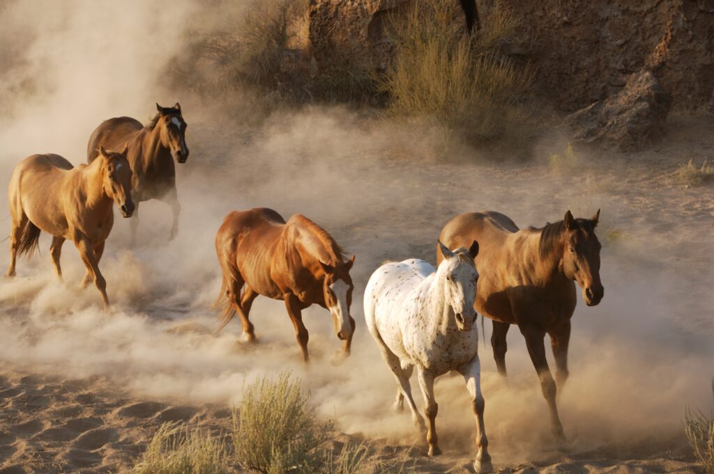 Galloping Horses Wallpaper: Dusty Landscape of Grace and Freedom