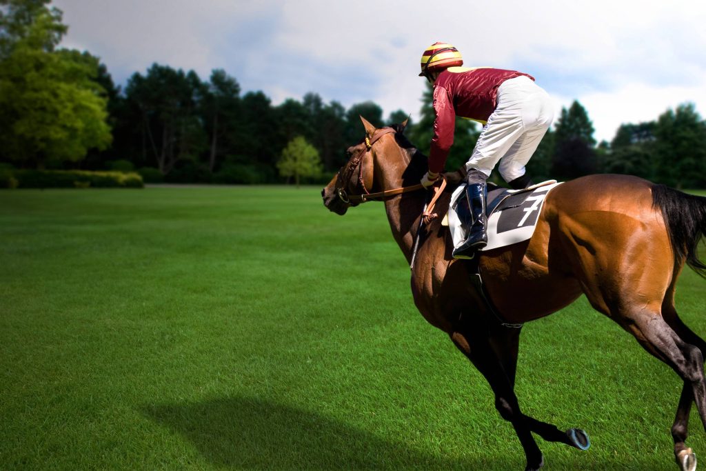 Jockey in number 7 silks racing a brown thoroughbred on vibrant green turf horse racing wallpaper