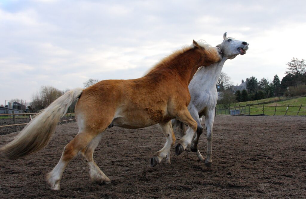 Vibrant Horse Play in Open Field - Dynamic Rural Wallpaper