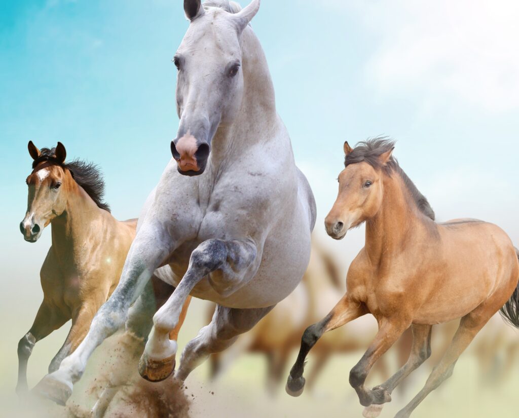 Majestic Horses Running in Beautiful Open Landscape Wallpaper