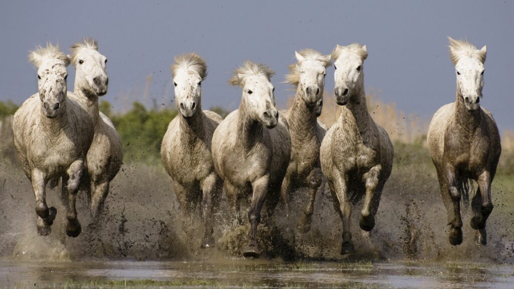 Vibrant 1920x1080 Horse Herd Wallpaper - Dynamic Beach Scene
