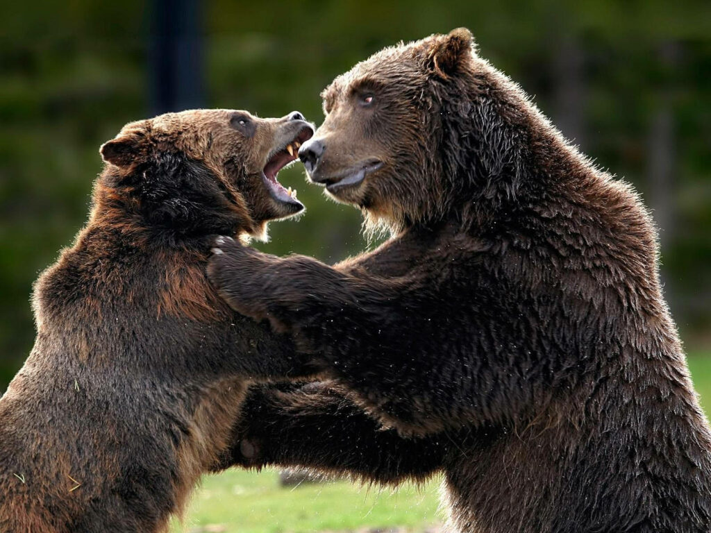 Two Kodiak Bears Clash: Power & Energy in Nature's Arena Wallpaper