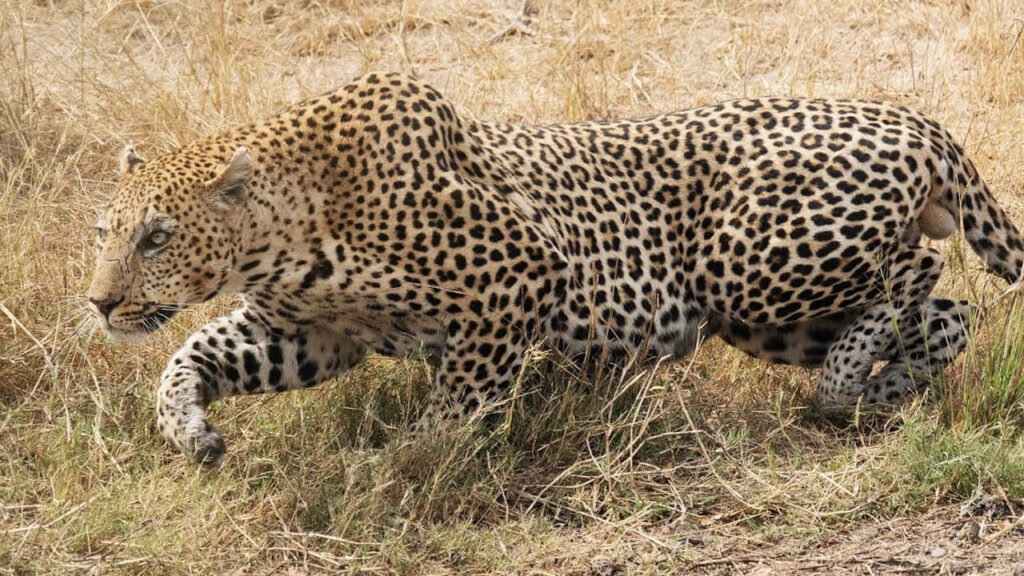 Elegant Leopard in Motion: Dynamic Grassland Wallpaper