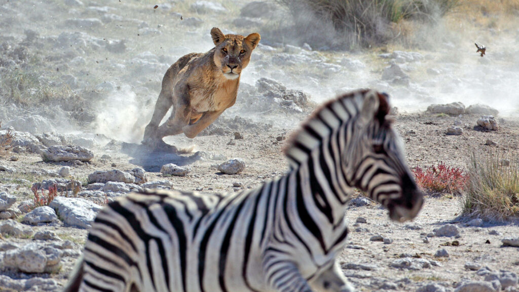Dynamic Lioness Pursuing Zebra in Dusty Rocky Landscape - Stunning Wallpaper