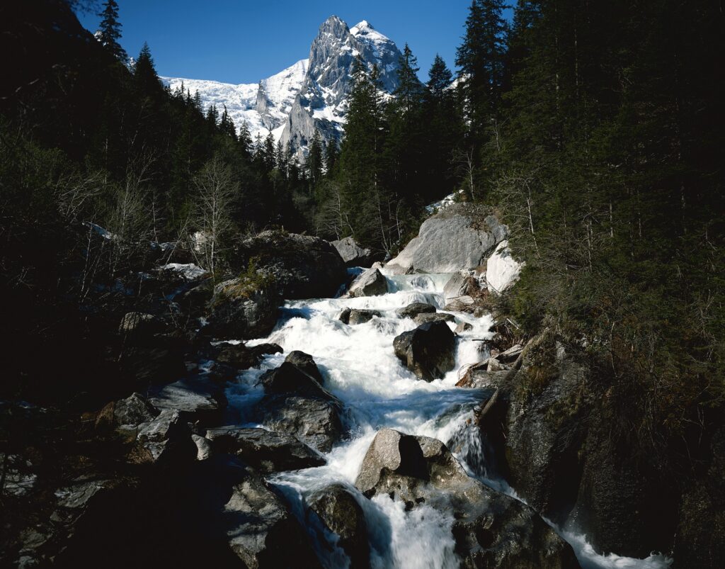 Mountain river rushing over rocks with dense pine trees and snow-capped mountains background Wallpaper