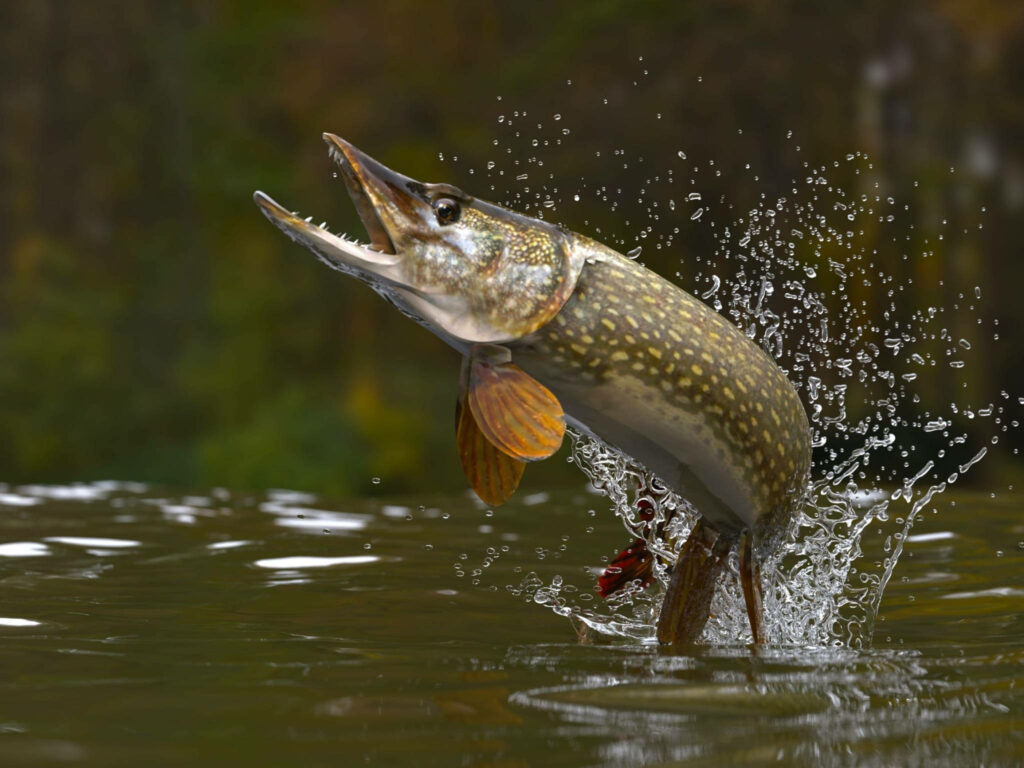 Vibrant Northern Pike Leaping from Green River - Stunning Wallpaper